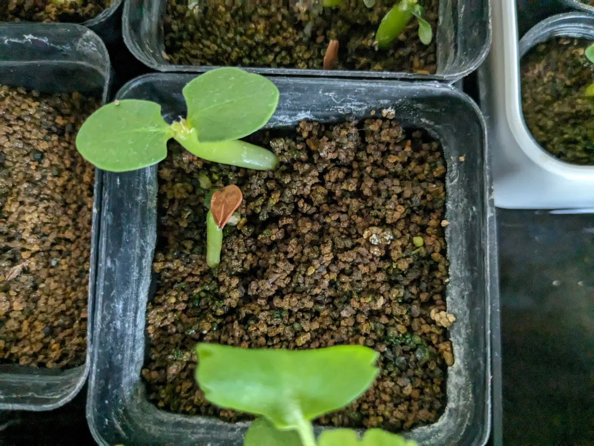 Pachypodium saundersii (パキポディウム サンデルシー)