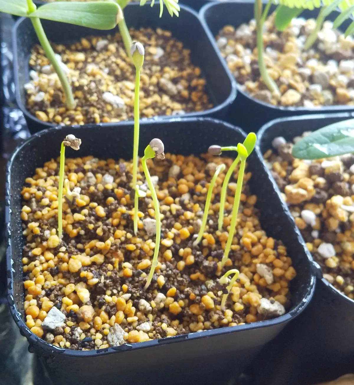 Euphorbia stenoclada (ユーフォルビア ステノクラーダ)