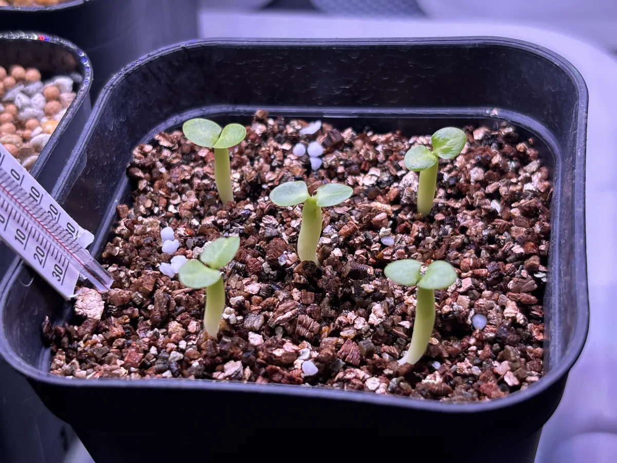 Pachypodium succulentum (パキポディウム サキュレンタム)