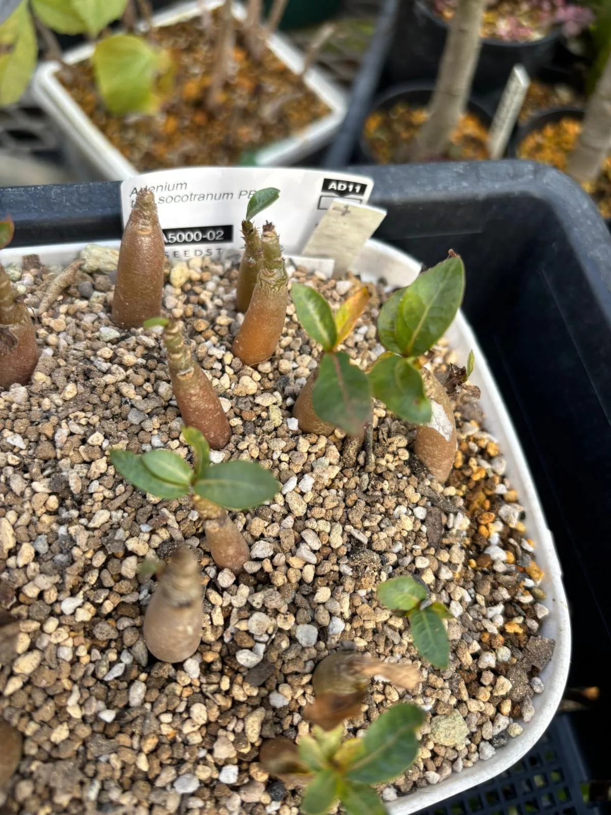 PBN Adenium thai socotranum PBN (アデニウム タイ ソコトラナム)