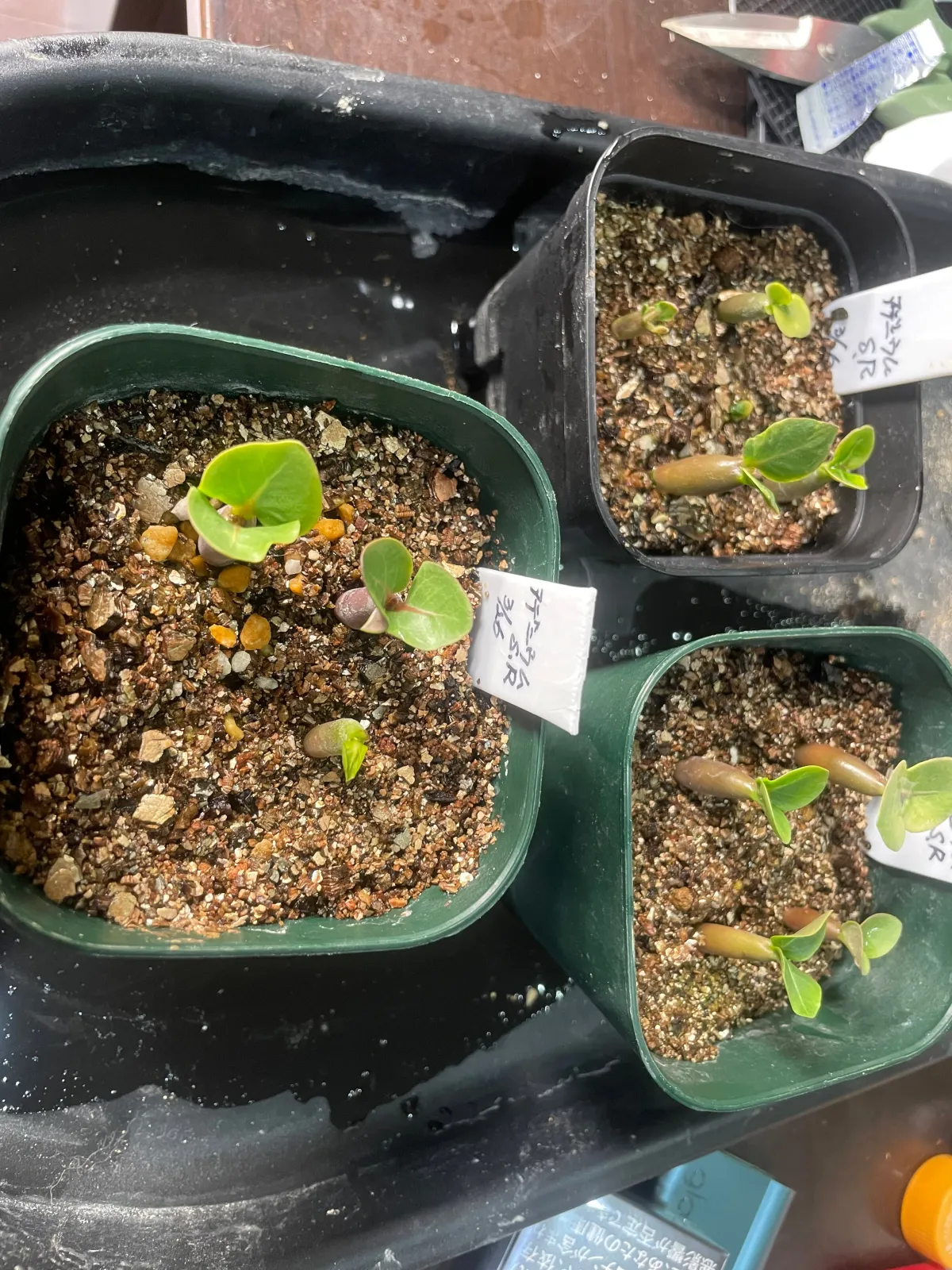Adenium DDC X Super red (アデニウム)