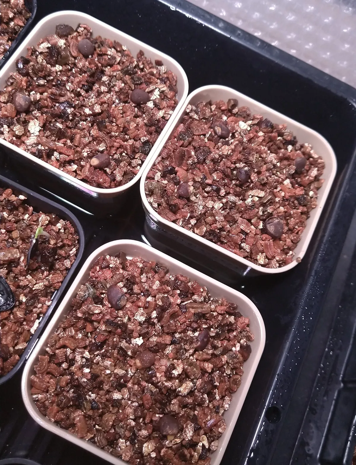 Operculicarya hyphaenoides Lot. (オペルクリカリア ヒファエノイデス)