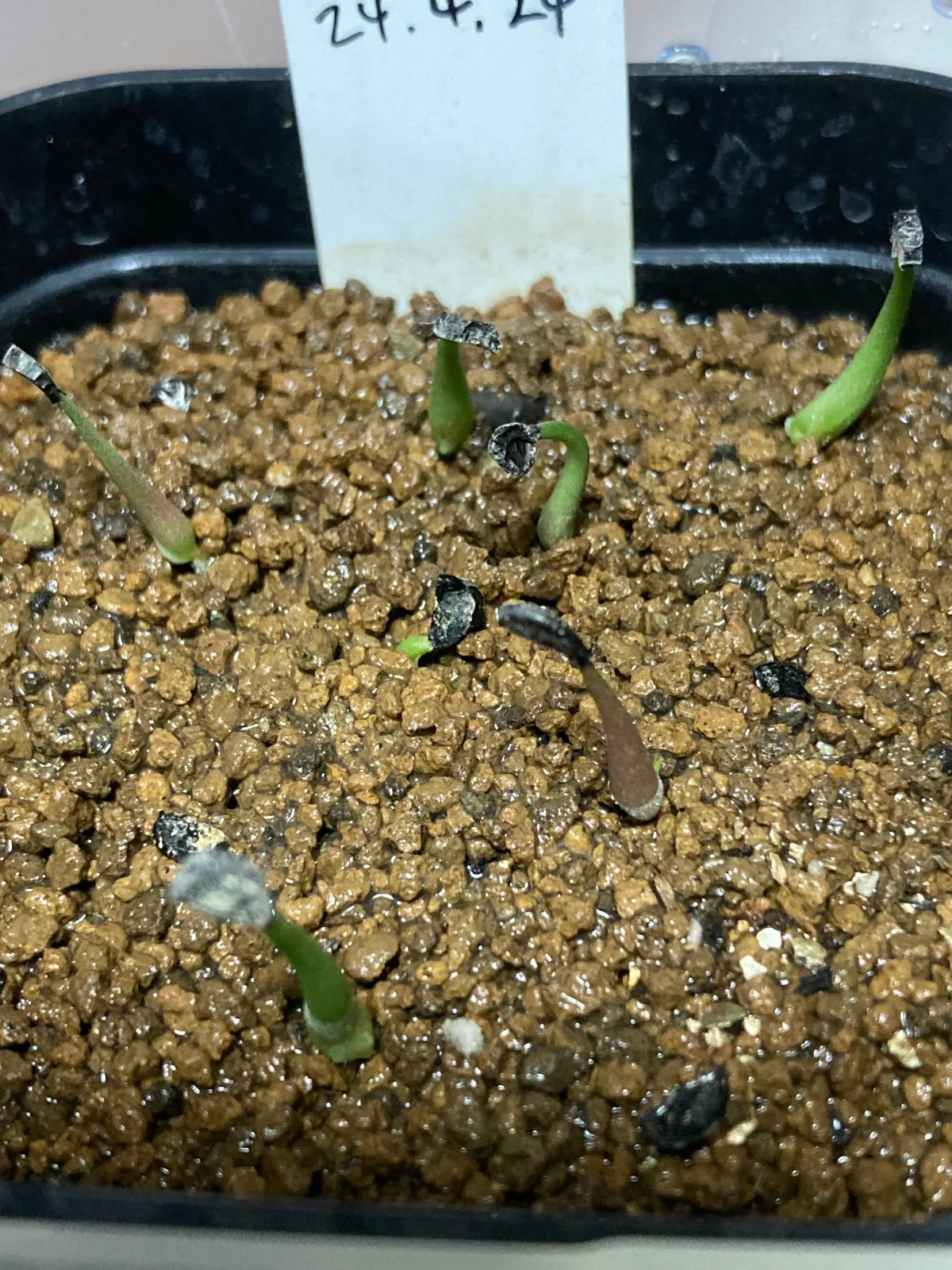 Agave striata subsp. striata (アガベ ストリアータ ブルードワーフ)