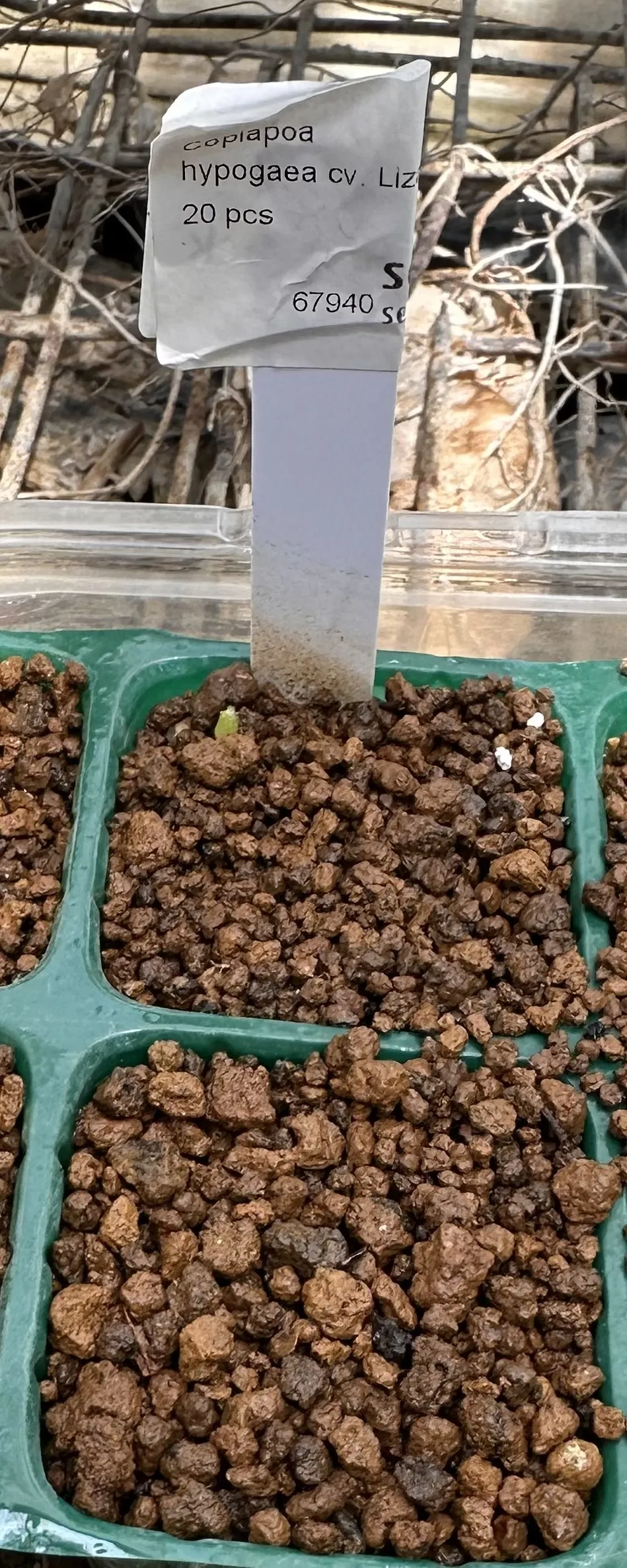 Copiapoa  hypogaea cv. Lizard Skin (コピアポア リザードスキン)