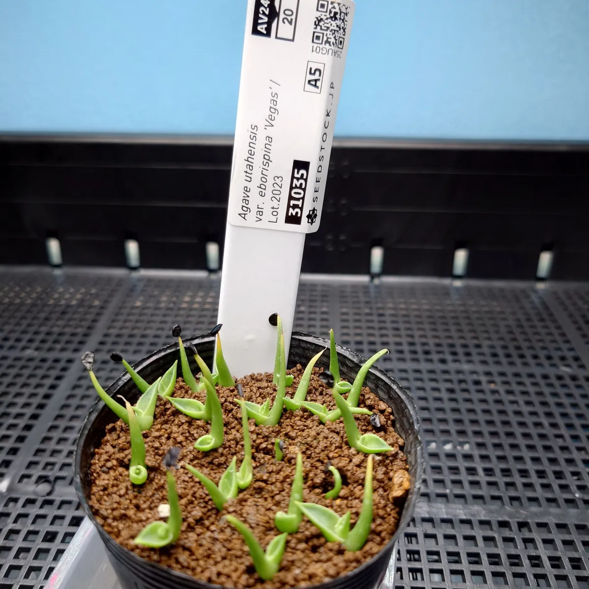 Agave utahensis var. eborispina (アガベ エボリスピナ ヴェガス 2023)
