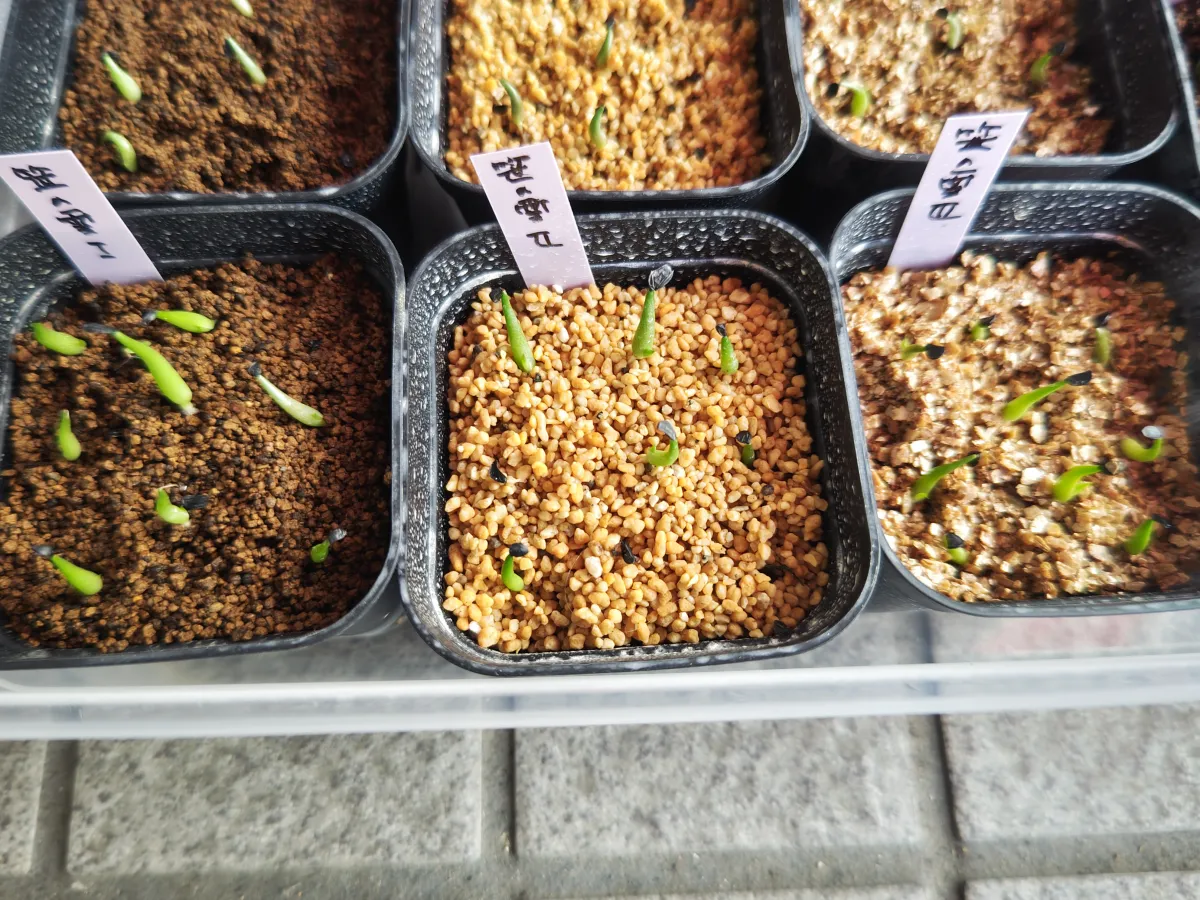 Agave victoriae-reginae ssp. victoriae-reginae (アガベ ビクトリアレジーナエ 笹の雪)