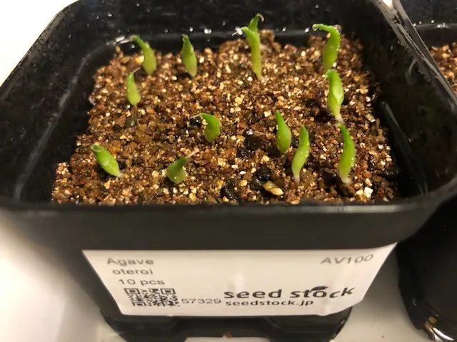 Agave oteroi Lot. (アガベ オテロイ)