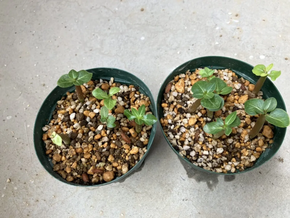 Adenium arabicum rachine (アデニウム アラビカム ラシニー)