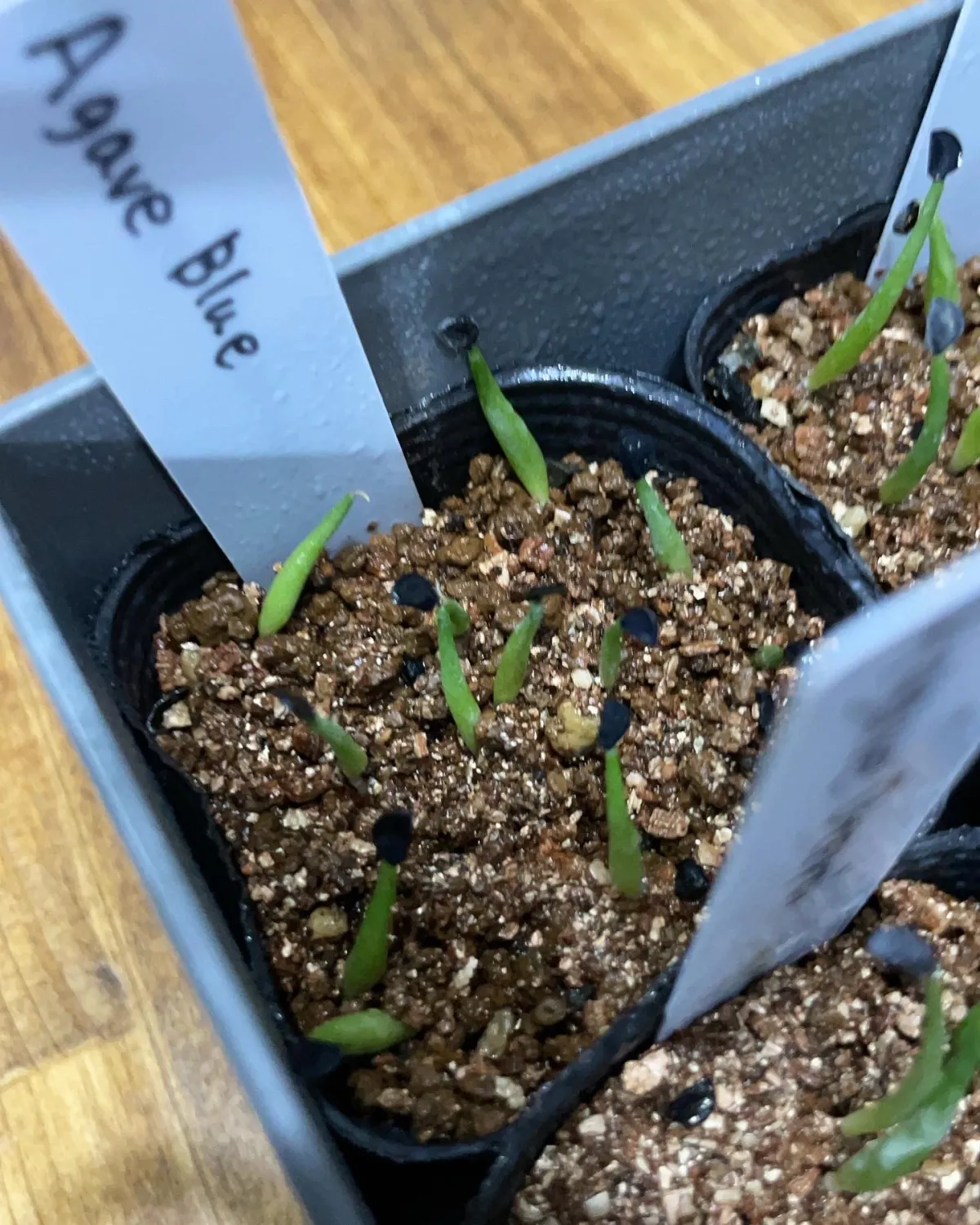 Agave titanota Blue Lot. (アガベ チタノタブルー)
