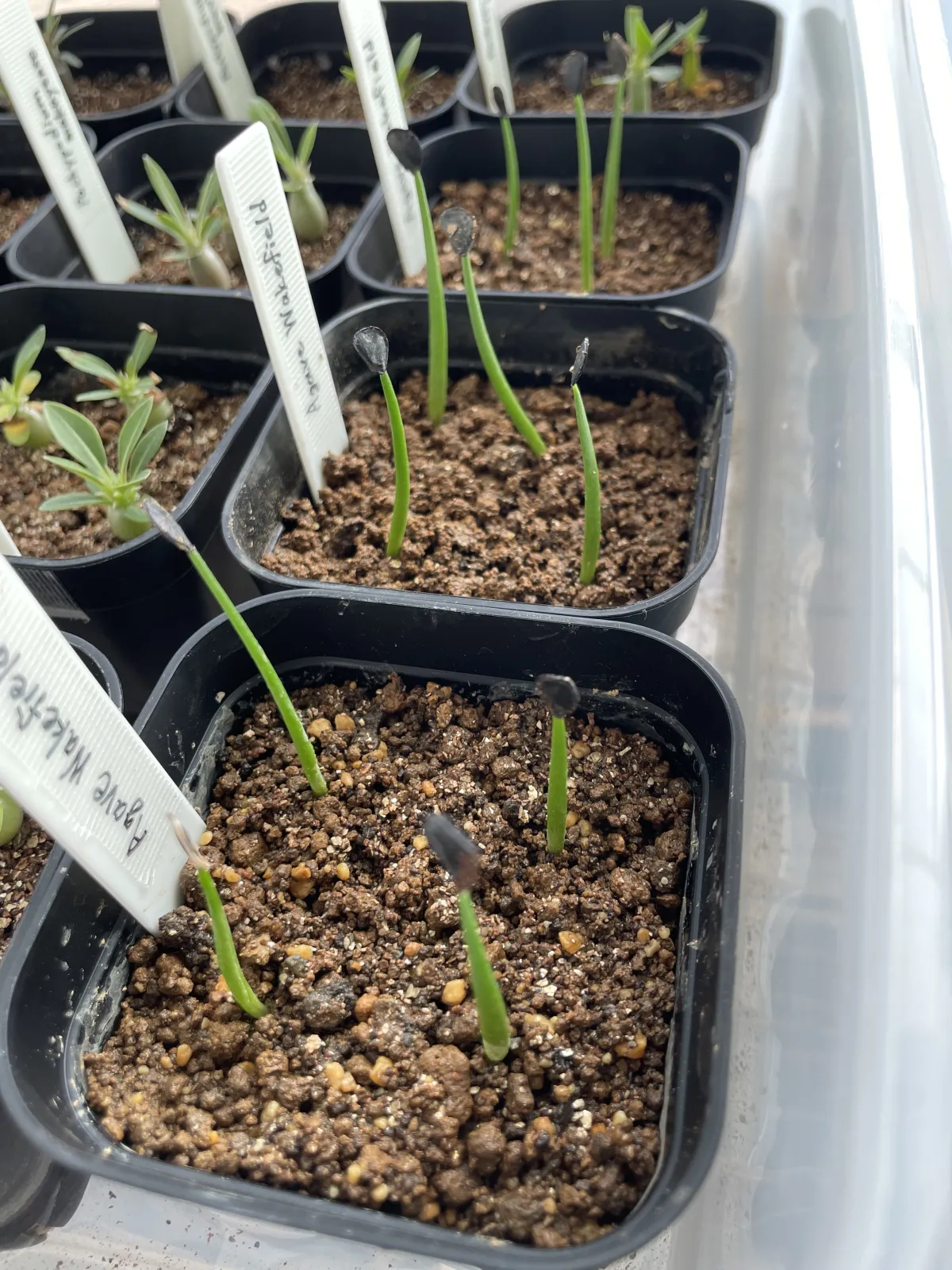 Agave parryi huachucensis Wakefield (アガベ パリー ウェイクフィールド)