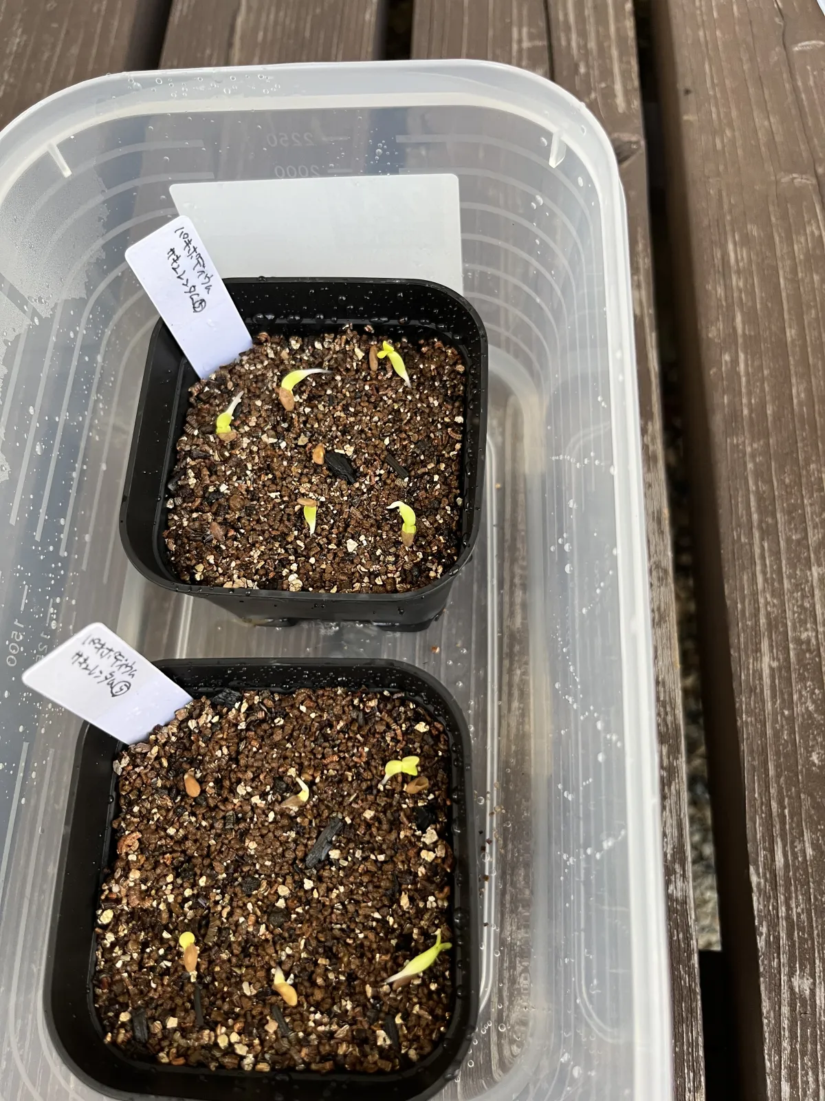 Pachypodium succulentum (パキポディウム サキュレンタム)