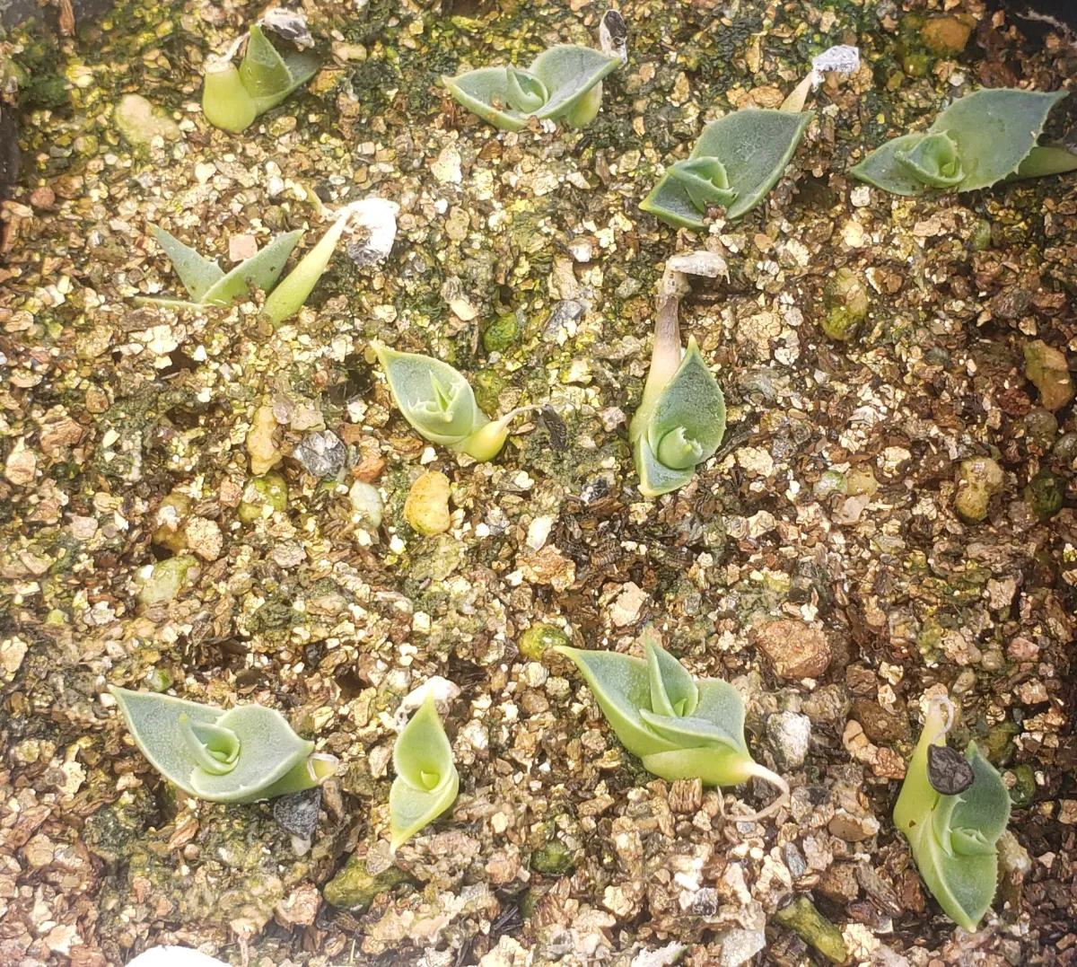 Agave utahensis var. eborispina (アガベ エボリスピナ ヘイフォード)