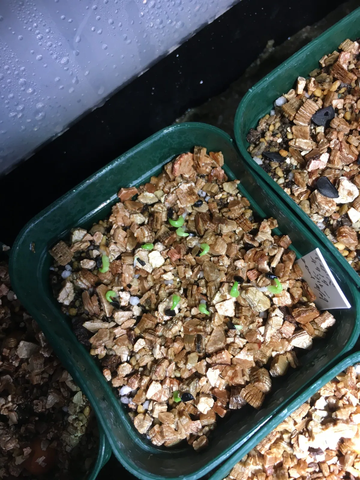 Agave titanota Blue Lot. (アガベ チタノタブルー)