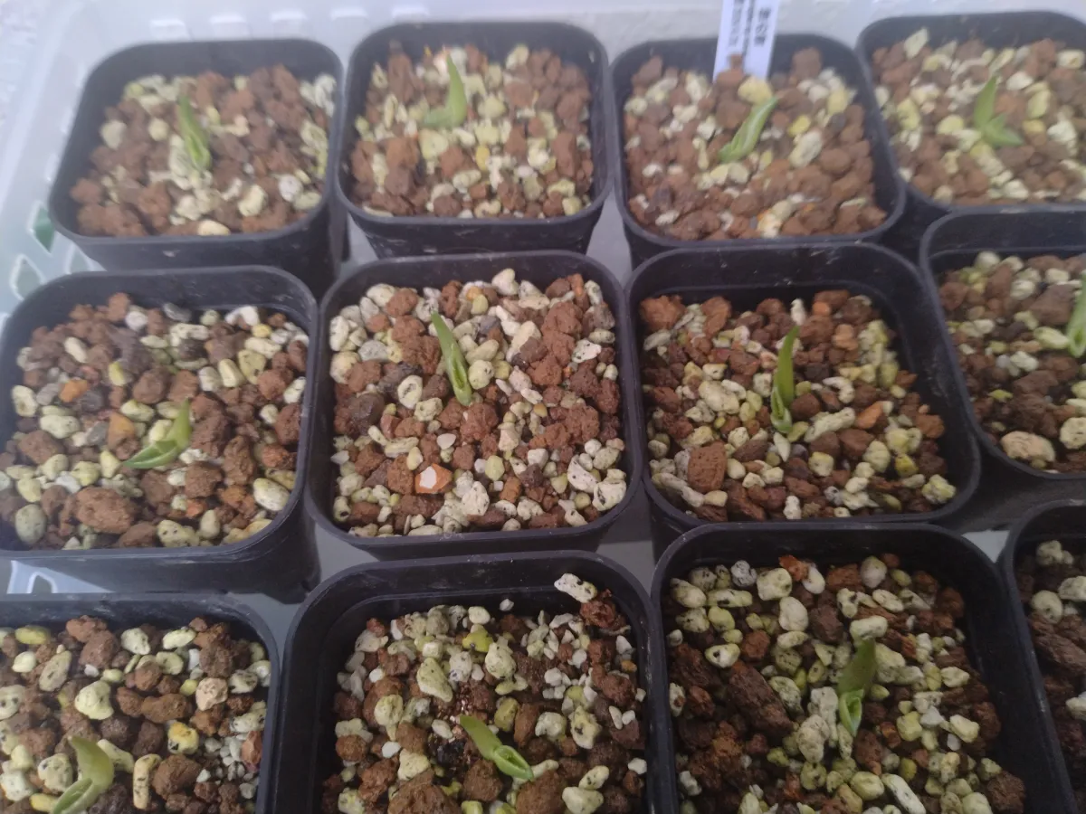 Agave victoriae-reginae ssp. victoriae-reginae (アガベ ビクトリアレジーナエ 笹の雪)