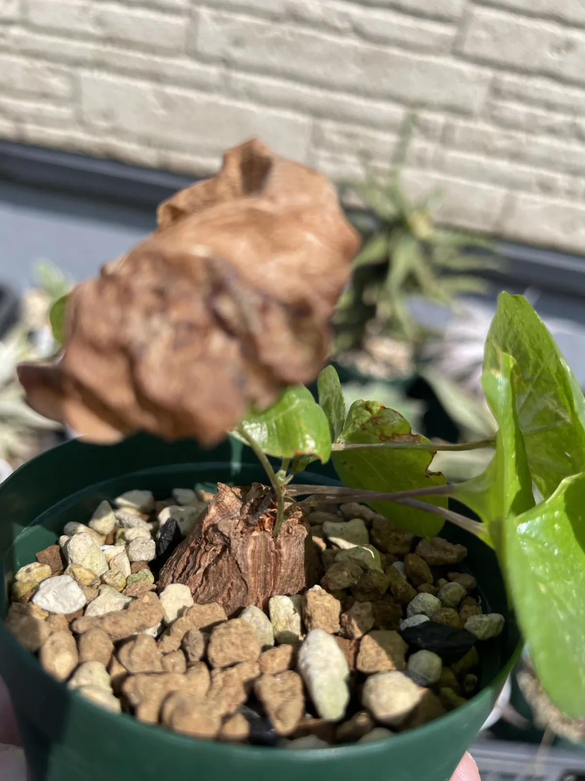 Dioscorea elephantipes Lot. (ディオスコレア エレファンティペス)