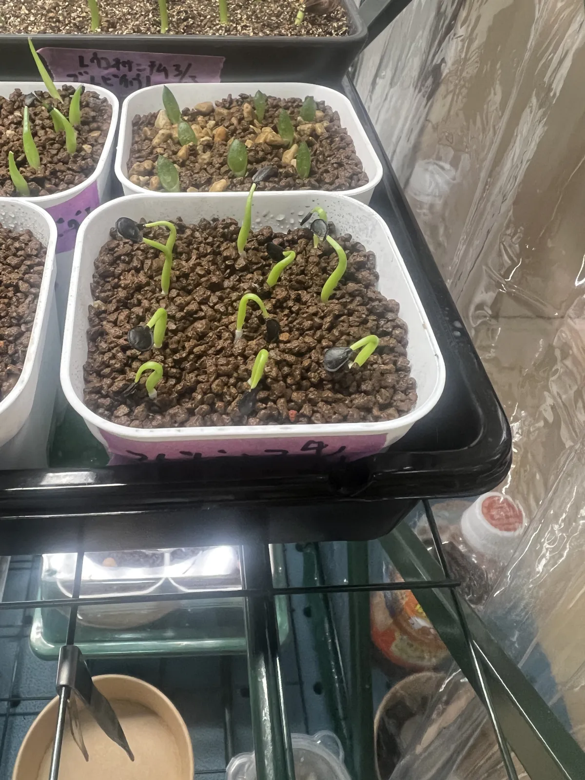 Agave asperrima maderensis (アガベ アスペリーマ マデレンシス)