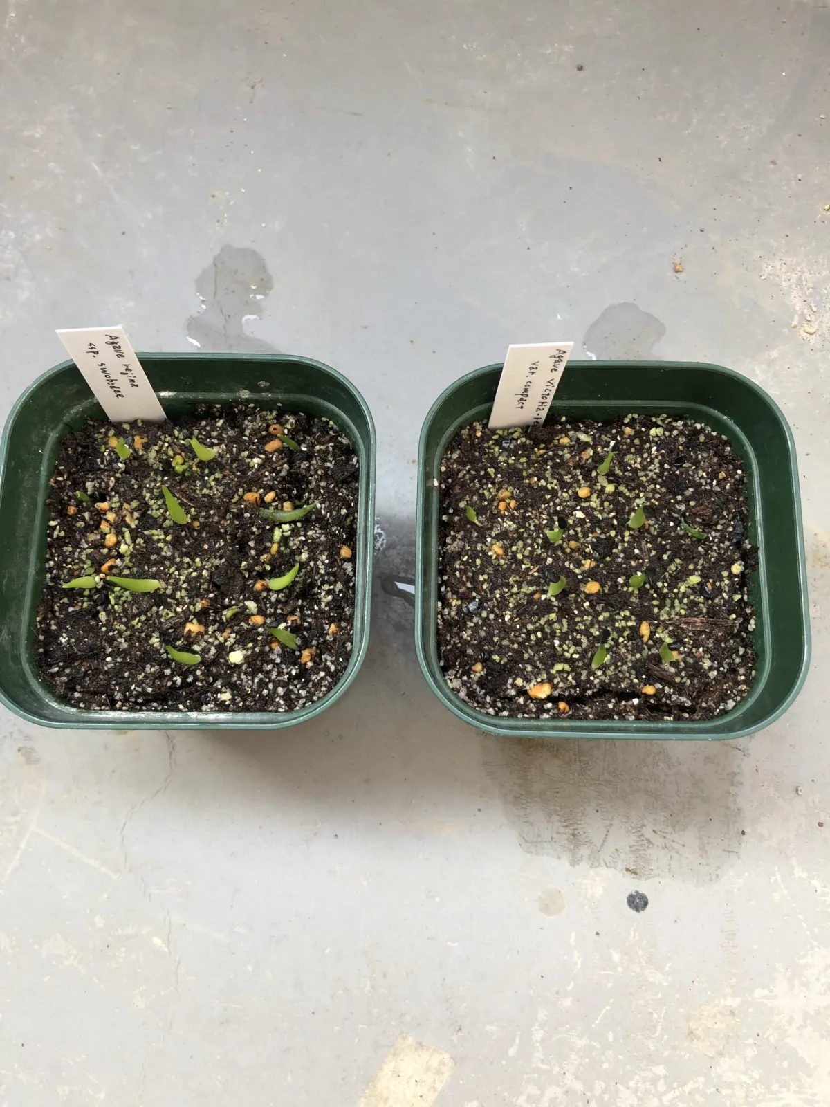Agave victoriae-reginae var. compact (アガベ ビクトリアレジーナコンパクト)