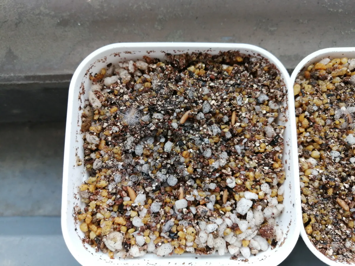 Pachypodium rosulatum var. gracilius ([無料種子] 発芽難 パキポディウム グラキリス　)