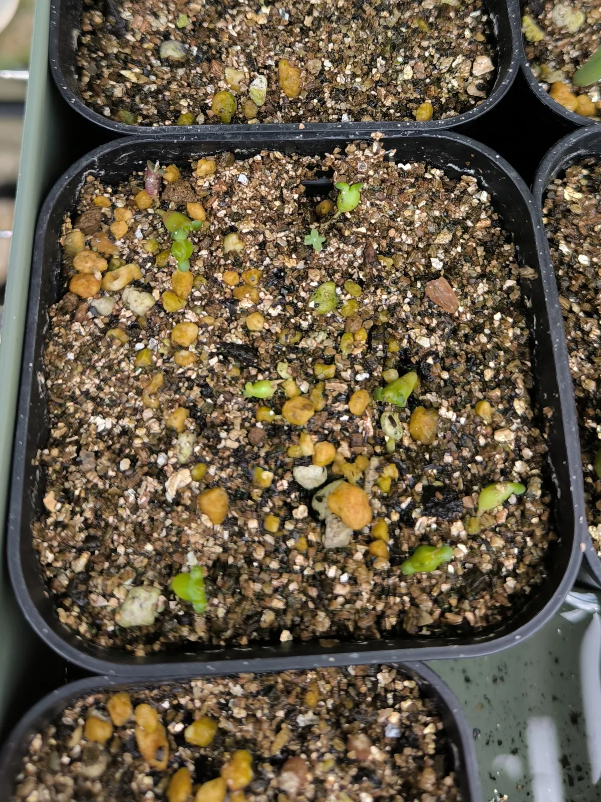 Euphorbia stellata (ユーフォルビア ステラータ 飛竜)