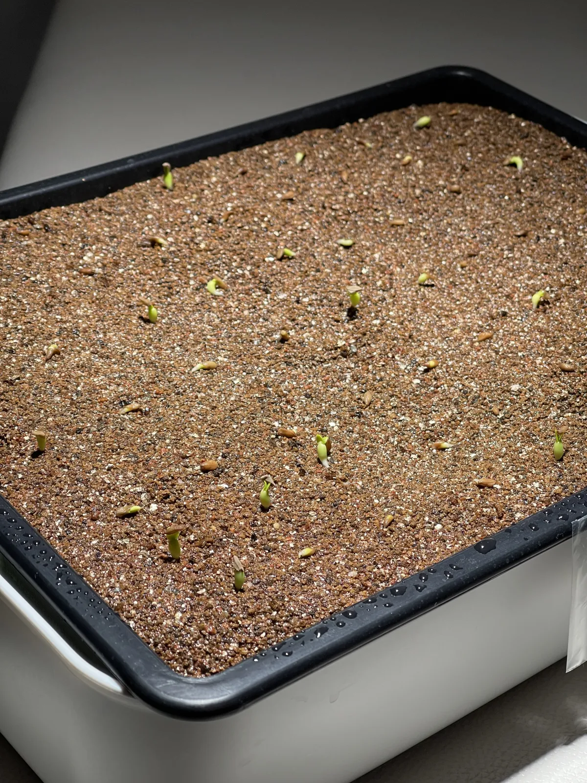 Pachypodium succulentum (パキポディウム サキュレンタム)