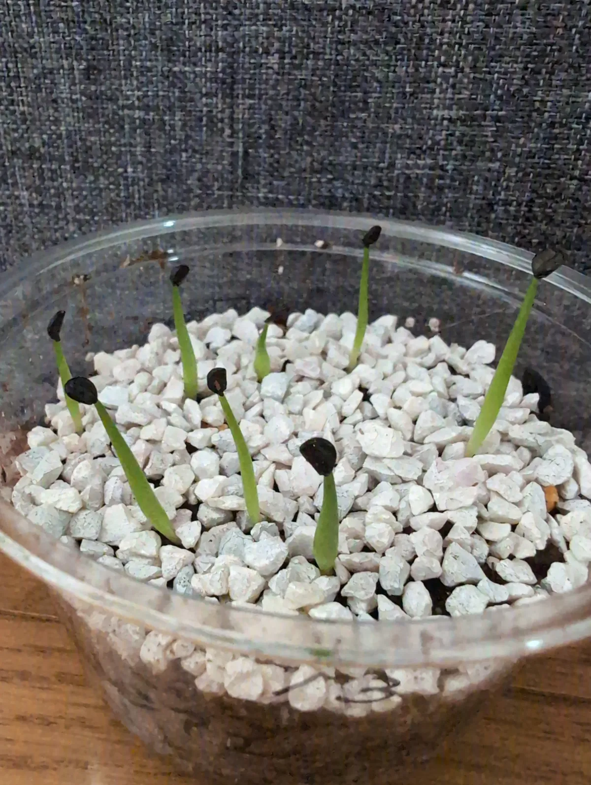 Agave nickelsiae (アガベ ニッケルシー)