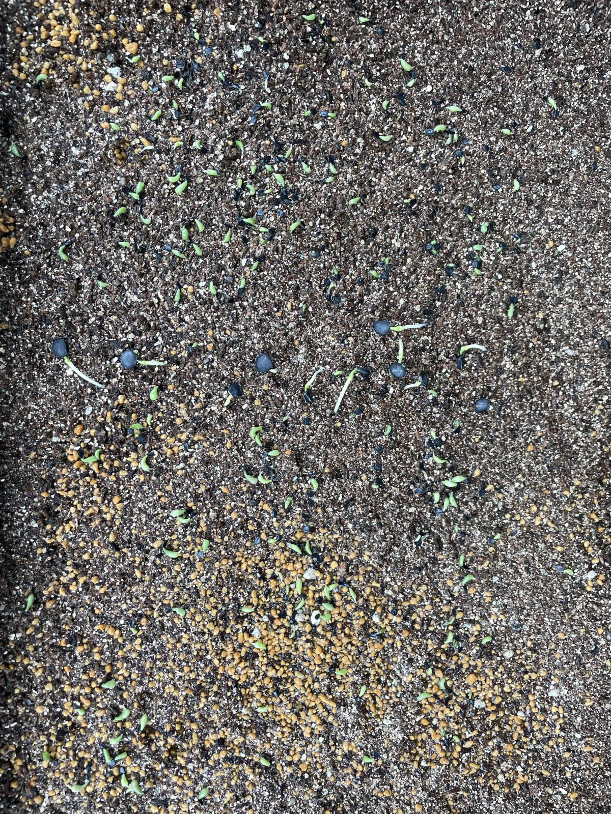 Agave titanota Blue Lot. (アガベ チタノタブルー)