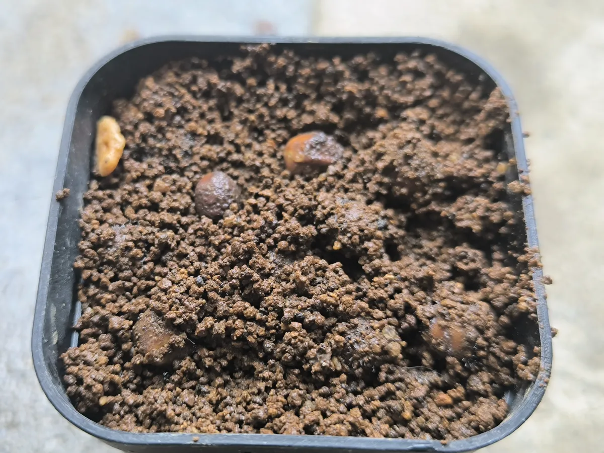 Cyphostemma laza var. parvifolia (キフォステンマ パルビフォリア)