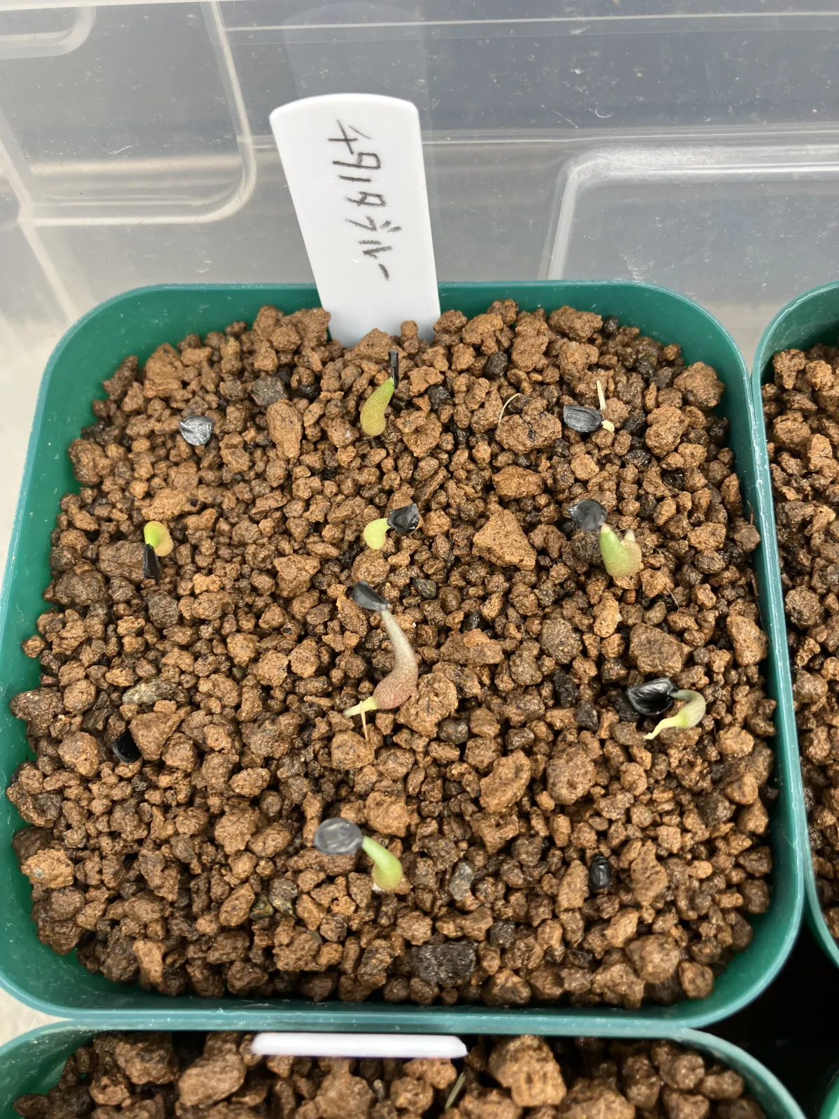 Agave titanota Blue Lot. (アガベ チタノタブルー)