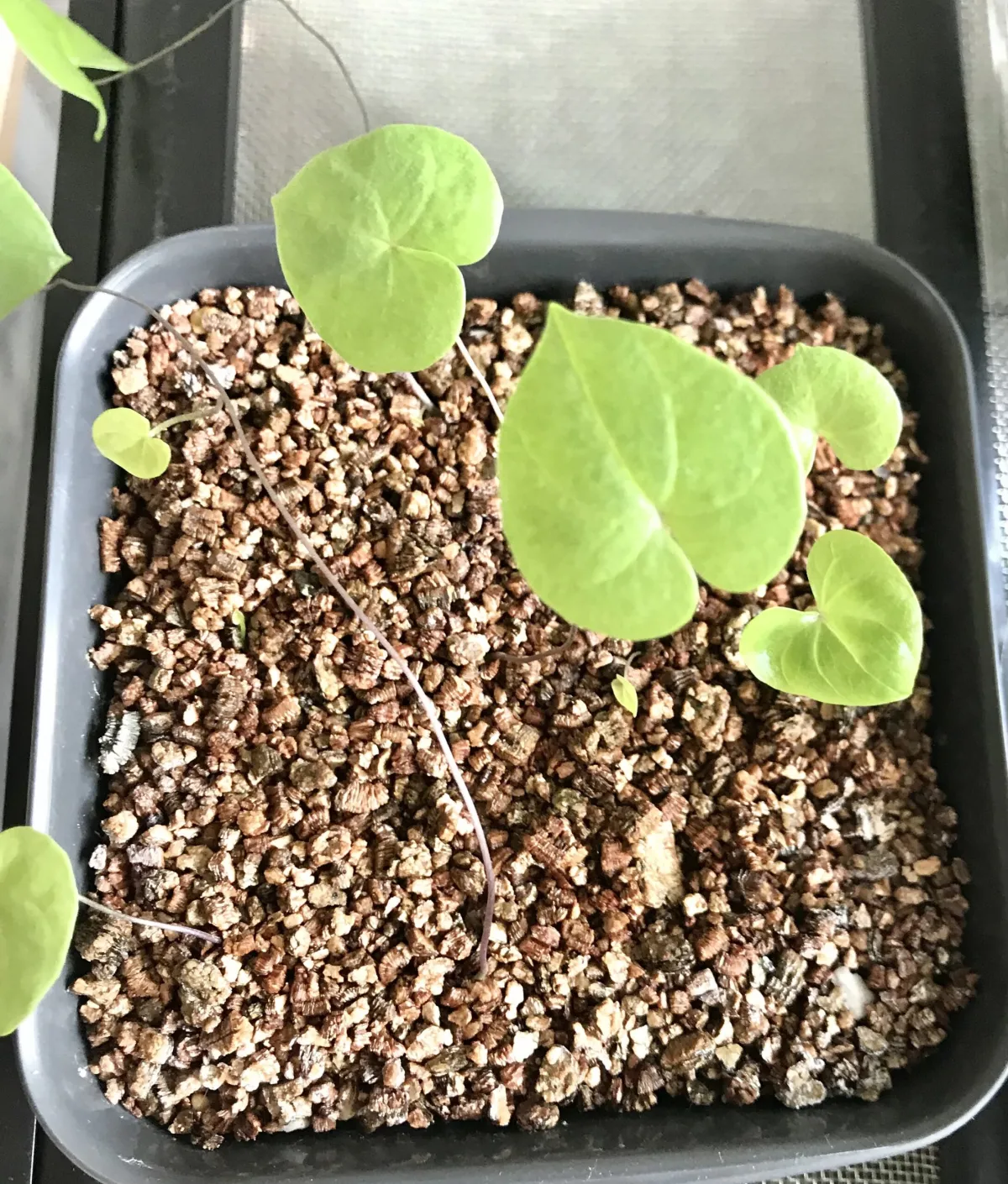 Dioscorea elephantipes (ディオスコレア エレファンティペス)