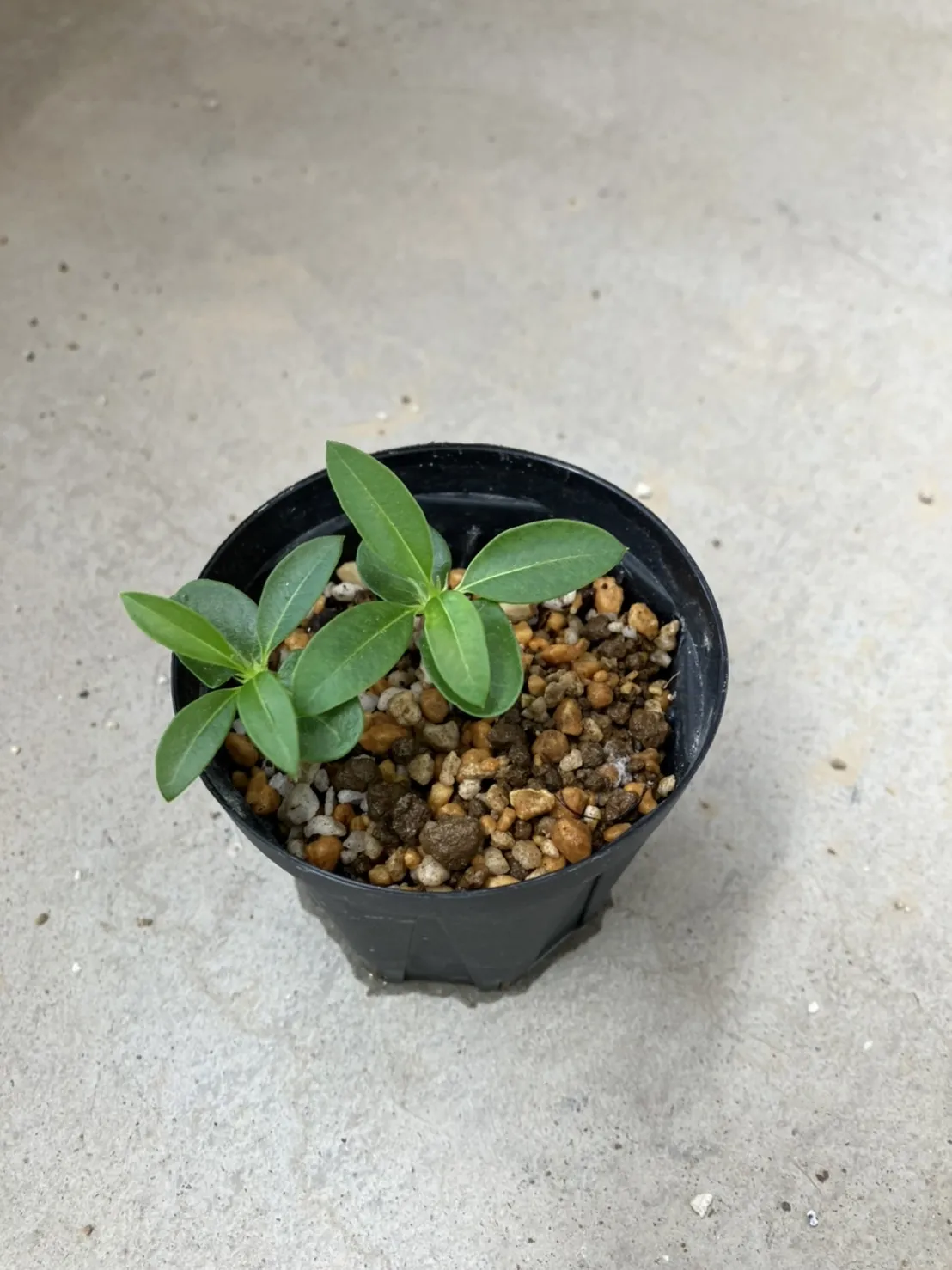 Pachypodium lamerei var. ramosum (パキポディウム ラモサム)