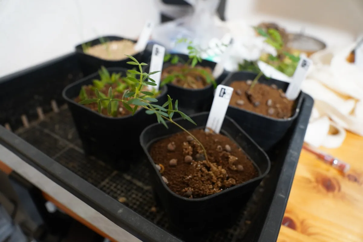 Operculicarya hyphaenoides Lot. (オペルクリカリア ヒファエノイデス)