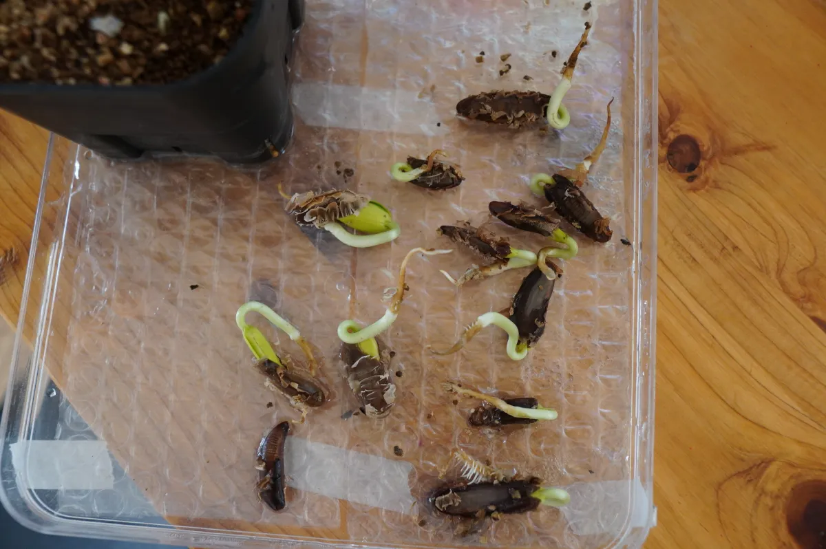 Delonix regia (デロニクス レジア 鳳凰木)
