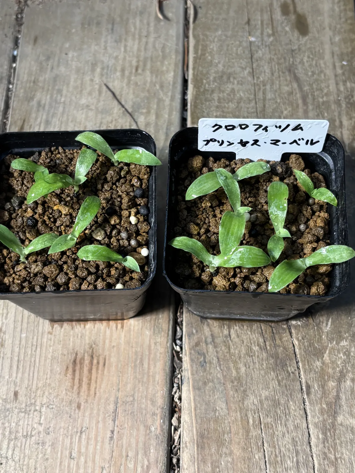 Chlorophytum orchidastrum (クロロフィツム プリンセス メイブル)
