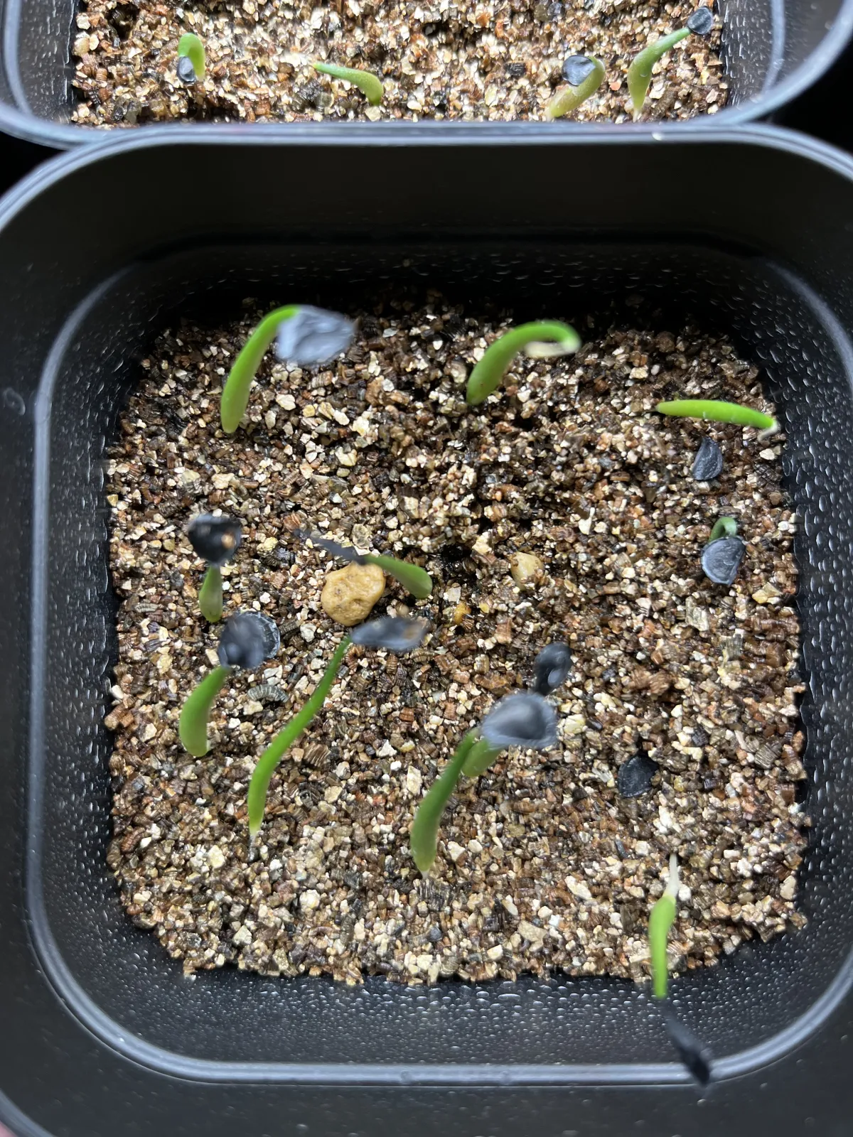 Agave parryi ssp. parryi (アガベ パリー)