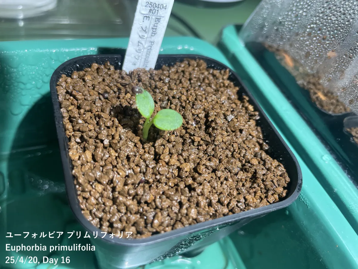 Euphorbia primulifolia (ユーフォルビア プリムリフォリア)