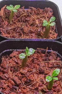Adenium multiflorum (アデニウム マルチフローラム)