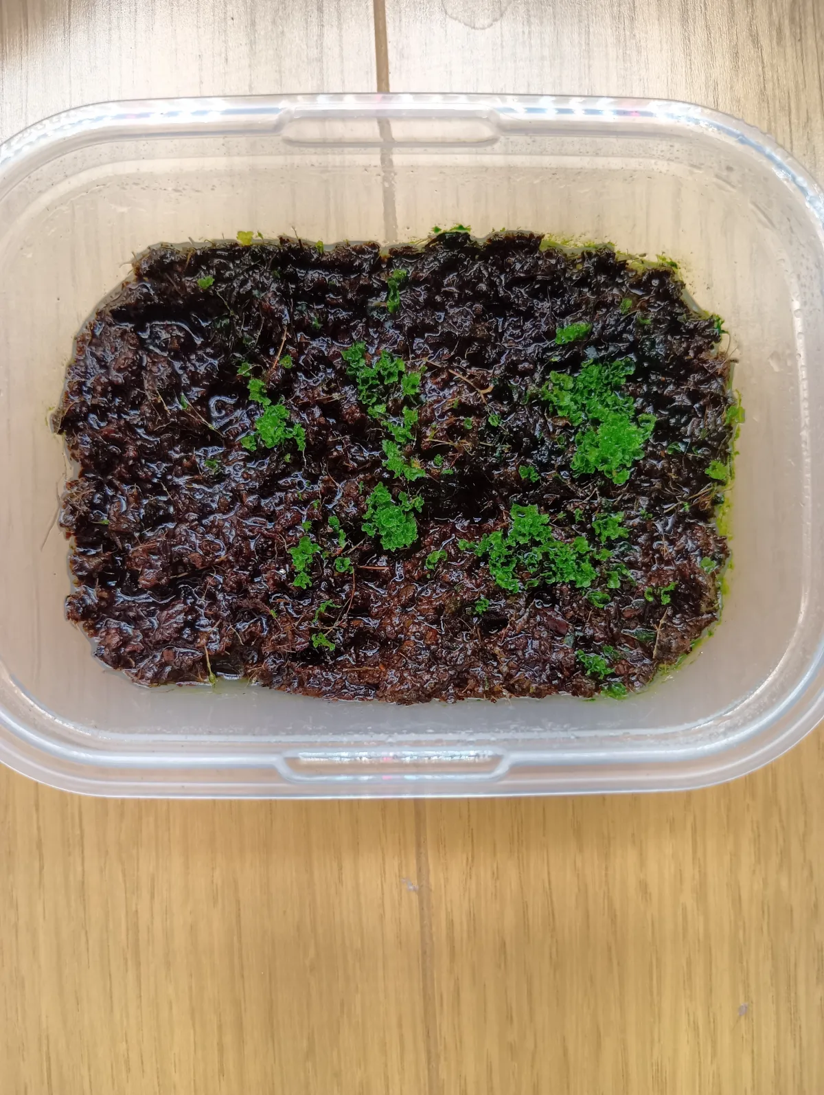 Platycerium ridleyi ([種子/胞子] ビカクシダ リドレイ)