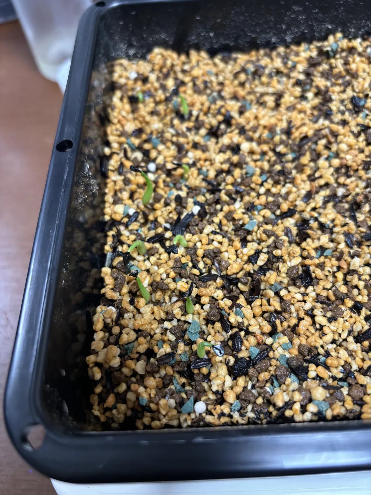 Agave victoriae-reginae var. compact (アガベ ビクトリアレジーナコンパクト)