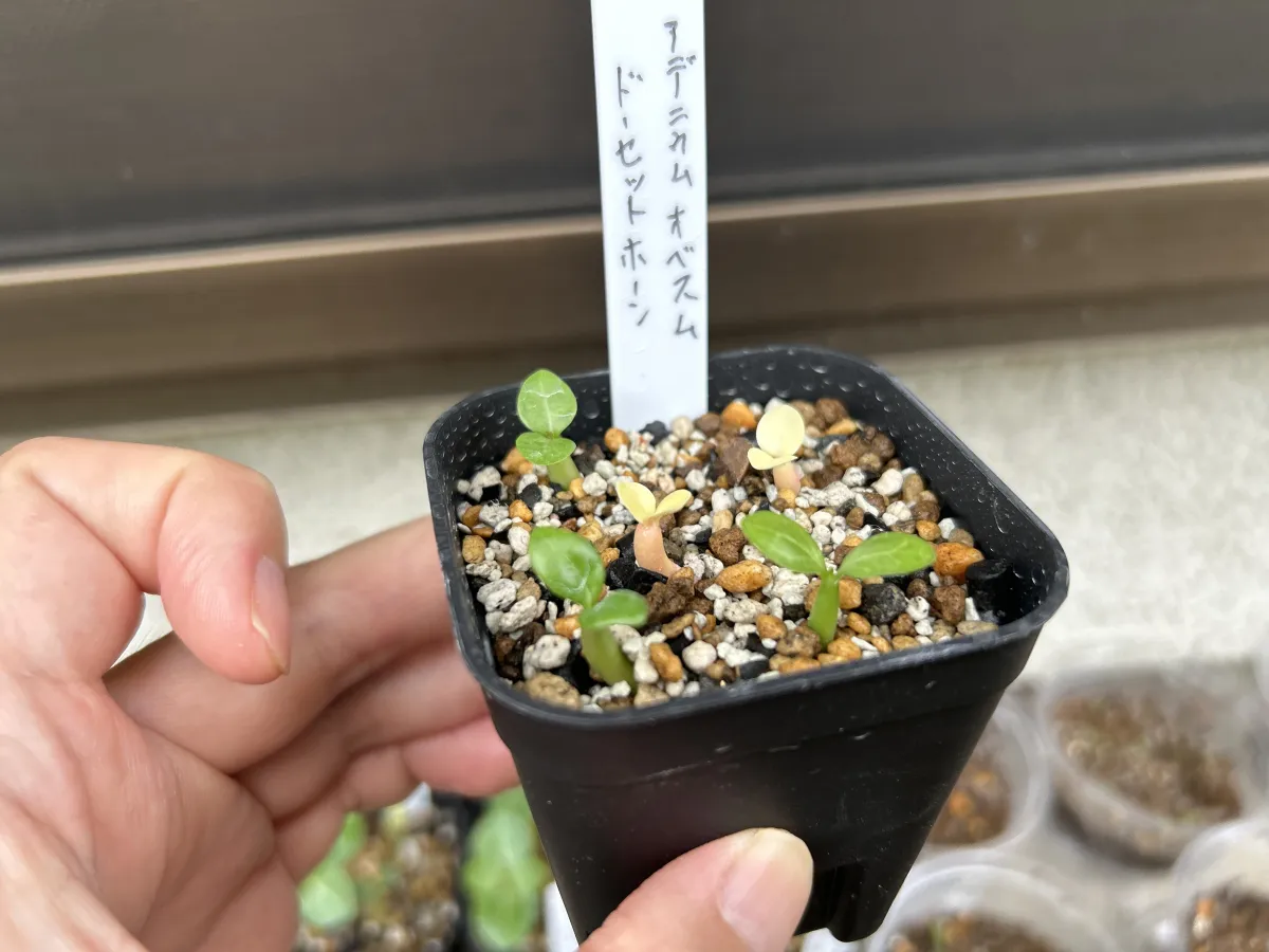 Adenium obesum (アデニウム ドーセットホーン)