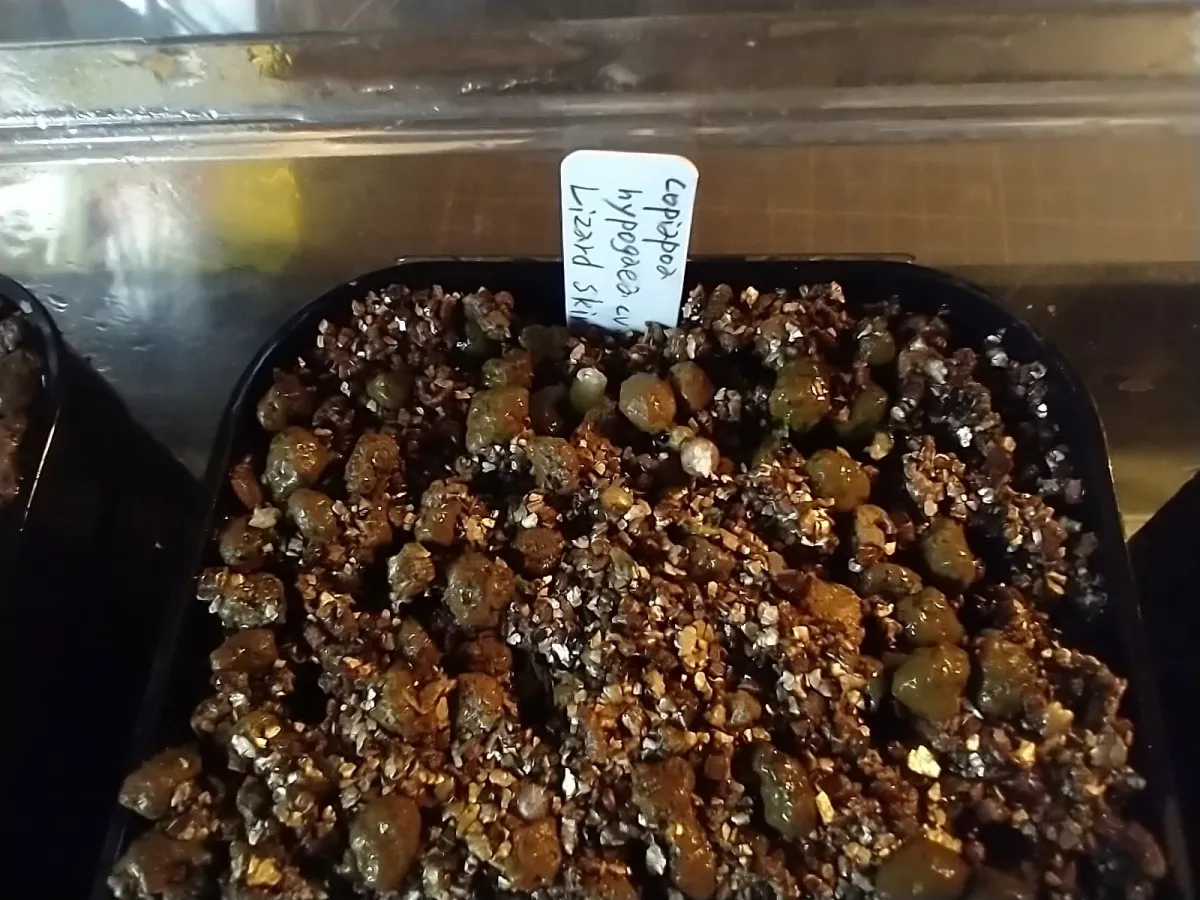 Copiapoa  hypogaea cv. Lizard Skin (コピアポア リザードスキン)