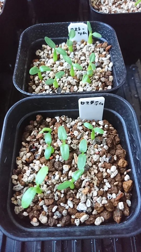 Pachypodium rosulatum (パキポディウム ロスラーツム)