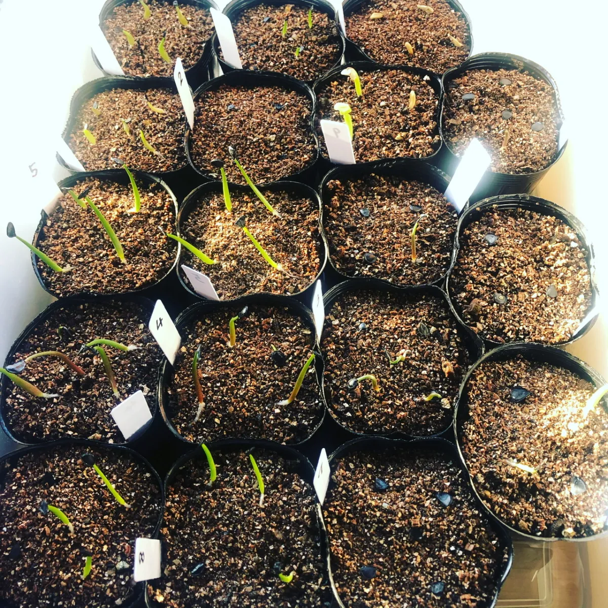 Agave titanota Blue Lot. (アガベ チタノタブルー)