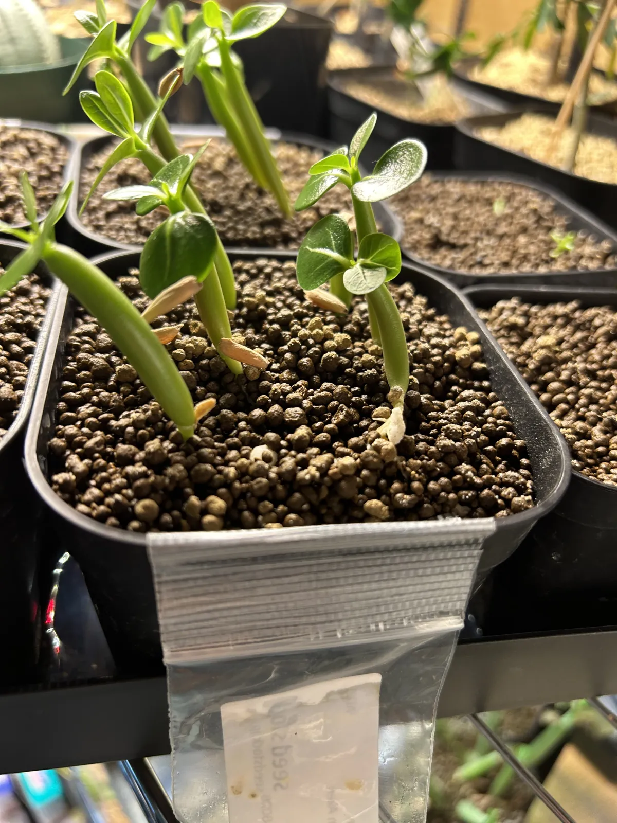 Adenium arabicum Alien (アデニウム エイリアン)