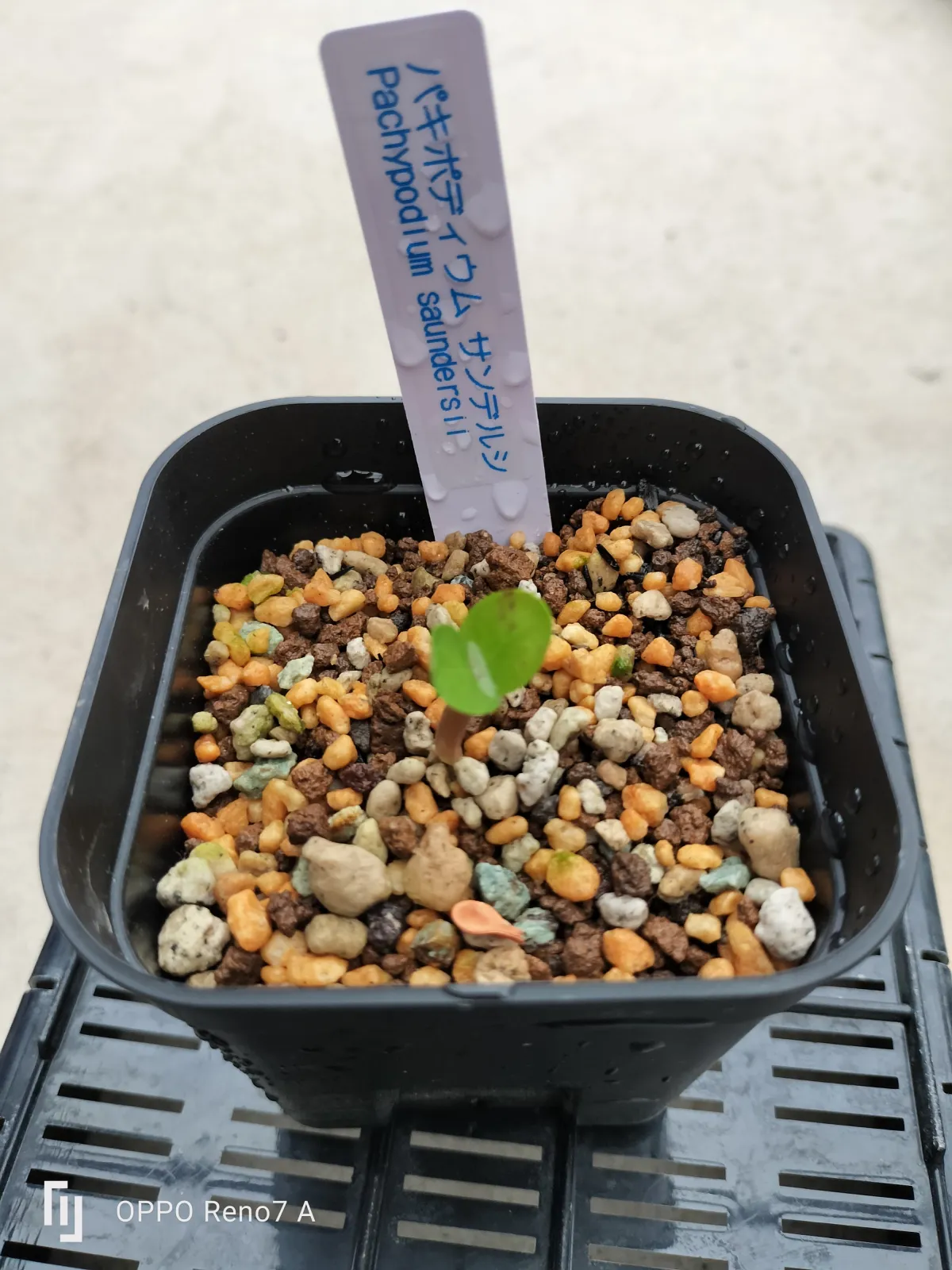 Pachypodium saundersii (パキポディウム サンデルシー)