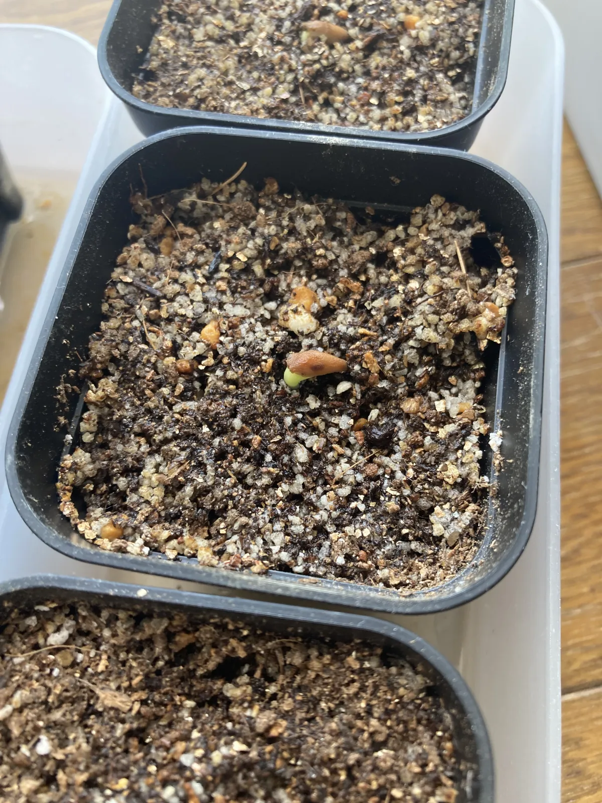 Adenium arabicum rachine (アデニウム アラビカム ラシニー)