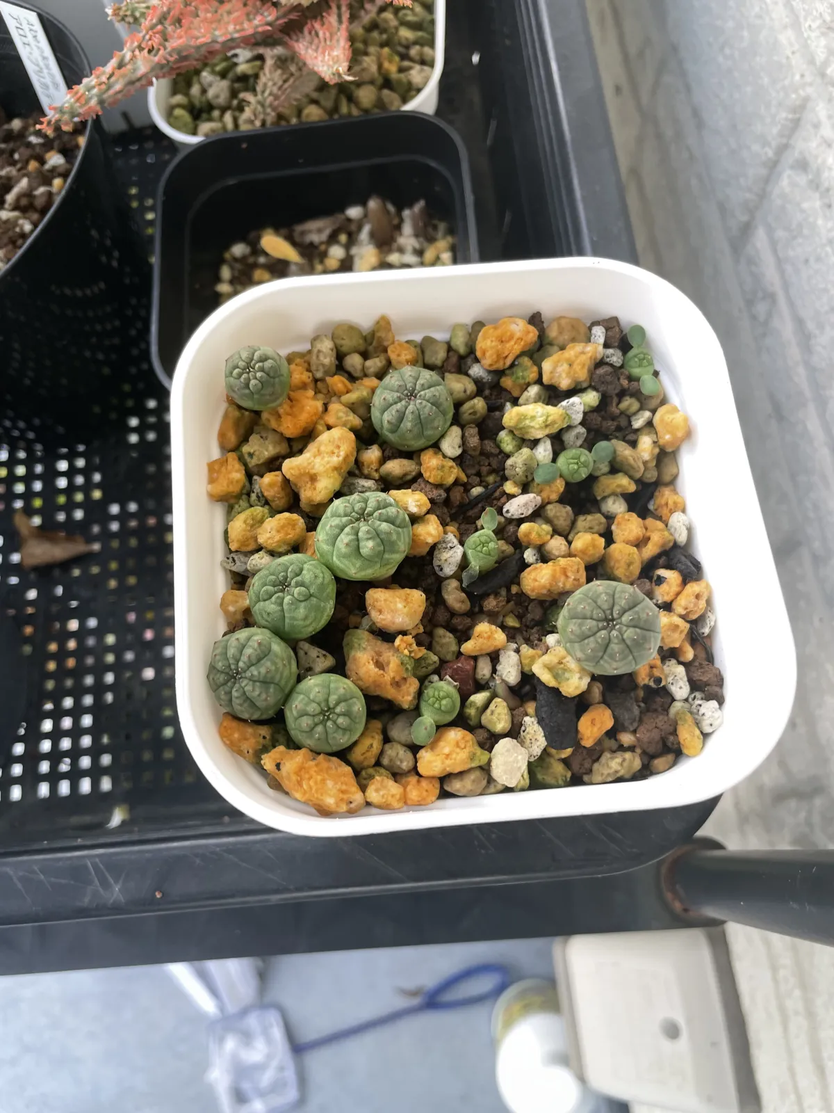 Euphorbia obesa (ユーフォルビア オベサ)
