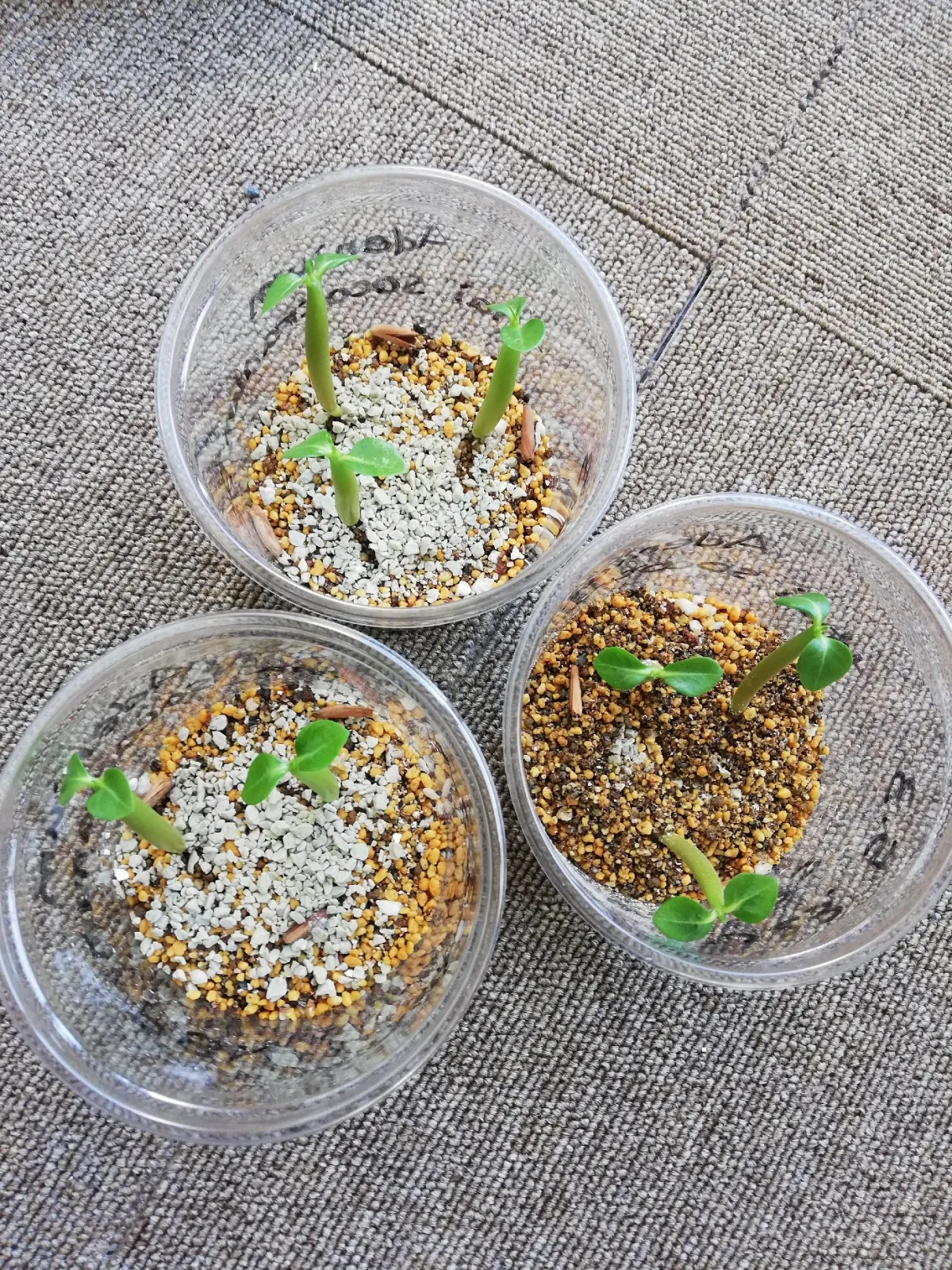 PBN Adenium thai socotranum PBN (アデニウム タイ ソコトラナム)