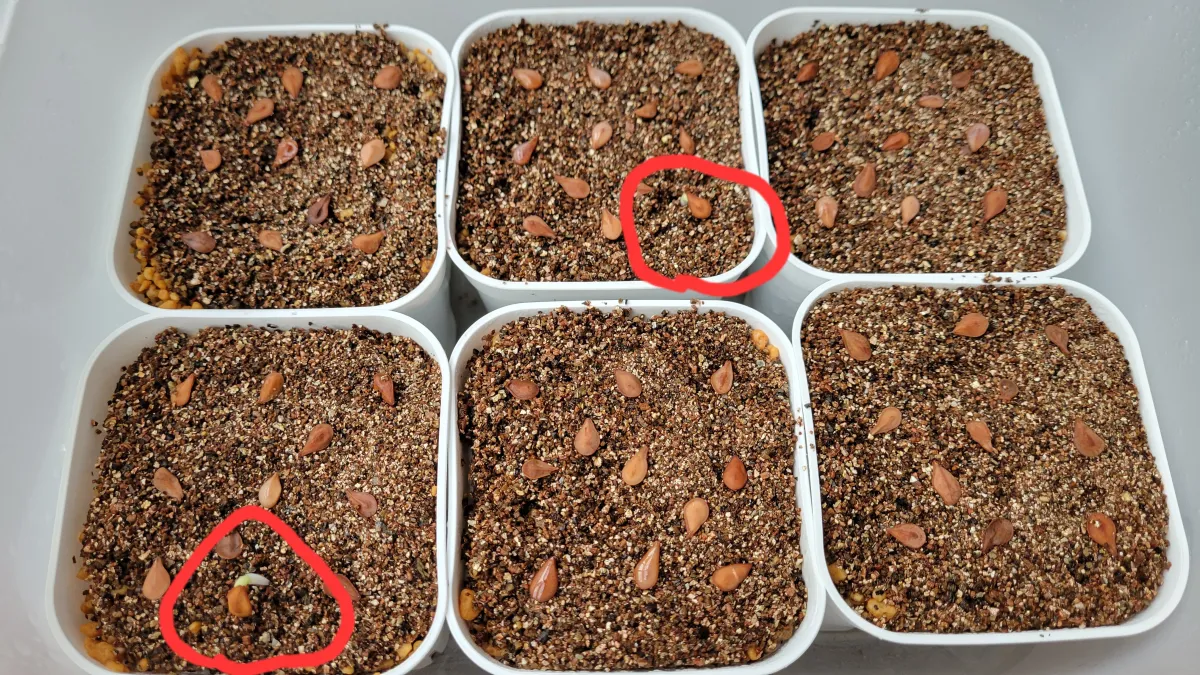 Pachypodium saundersii ([発芽チャレンジ 終了しました] パキポディウム サンデルシー 白馬城)
