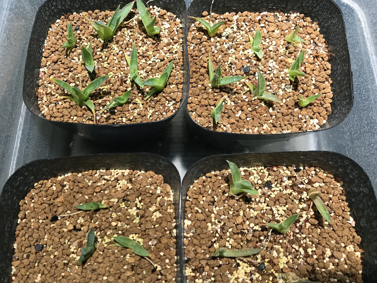 Agave utahensis nevadensis (アガベ ネヴァデンシス)