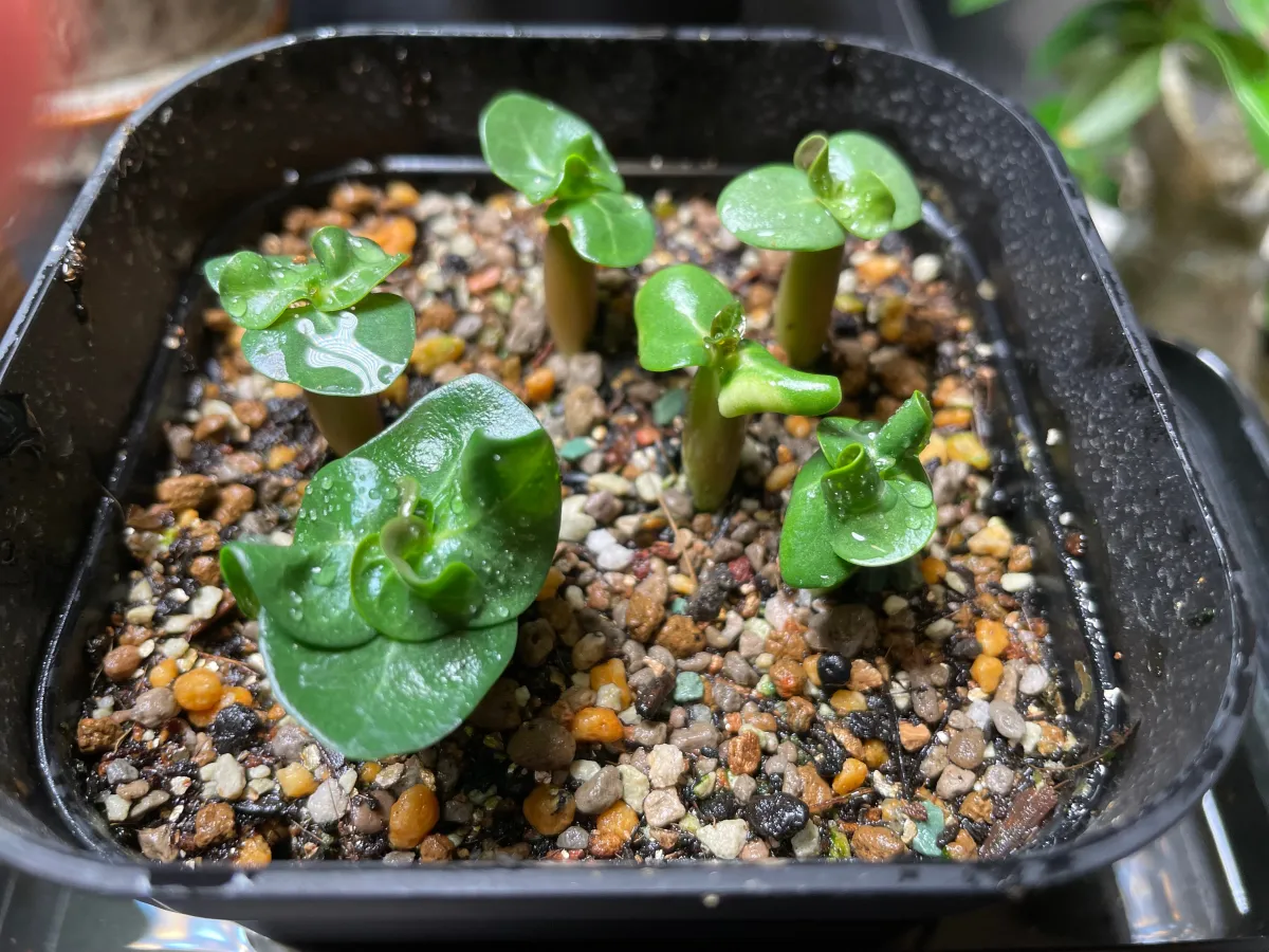 DHA SILA Adenium DHA SILA (アデニウム)